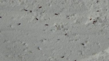 Beyaz un içinde sürünen buğday bitleri.