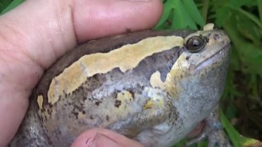 Kurbağa ve kurbağa yakın çekim