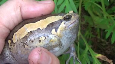 Kurbağa ve kurbağa yakın çekim
