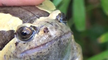 Kurbağa ve kurbağa yakın çekim