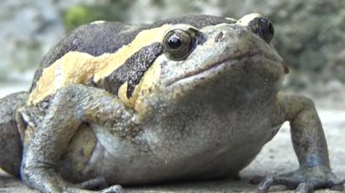 Kurbağa ve kurbağa yakın çekim