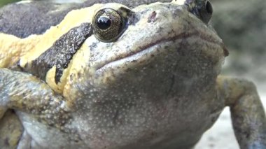 Kurbağa ve kurbağa yakın çekim