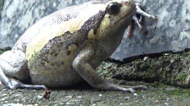 Kurbağa ve kurbağa yakın çekim