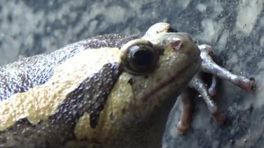 Kurbağa ve kurbağa yakın çekim