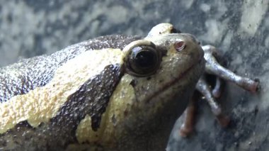 Kurbağa ve kurbağa yakın çekim