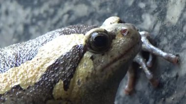 Kurbağa ve kurbağa yakın çekim