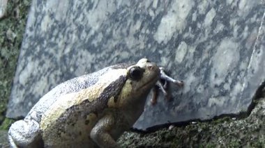 Kurbağa ve kurbağa yakın çekim