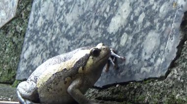 Kurbağa ve kurbağa yakın çekim