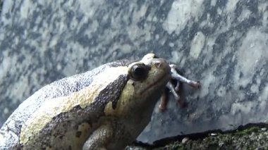 Kurbağa ve kurbağa yakın çekim