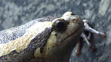 Kurbağa ve kurbağa yakın çekim