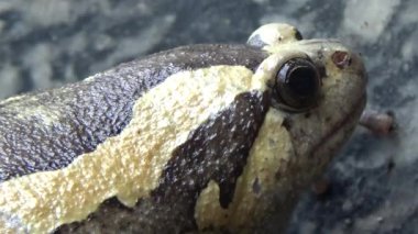 Kurbağa ve kurbağa yakın çekim