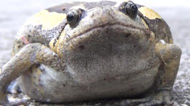 Kurbağa ve kurbağa yakın çekim