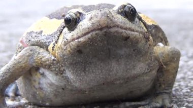 Kurbağa ve kurbağa yakın çekim