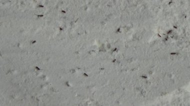 Beyaz un içinde sürünen buğday bitleri.