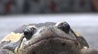 Kurbağa ve kurbağa yakın çekim