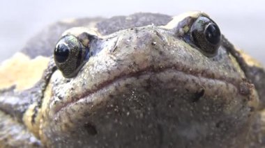 Kurbağa ve kurbağa yakın çekim