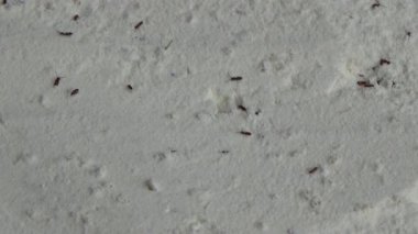 Beyaz un içinde sürünen buğday bitleri.