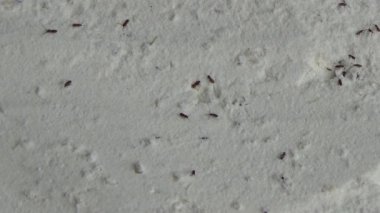 Beyaz un içinde sürünen buğday bitleri.