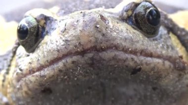 Kurbağa ve kurbağa yakın çekim