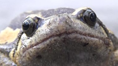 Kurbağa ve kurbağa yakın çekim