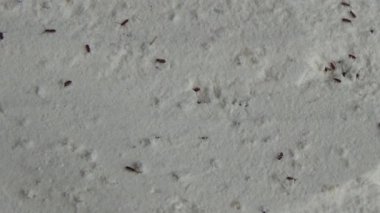 Beyaz un içinde sürünen buğday bitleri.