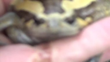 Kurbağa ve kurbağa yakın çekim