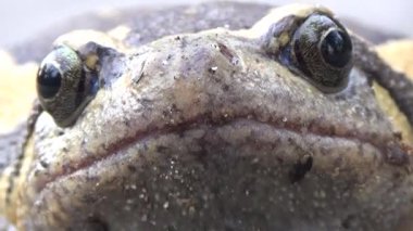 Kurbağa ve kurbağa yakın çekim