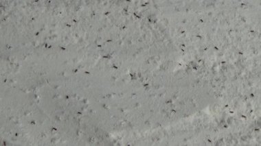 Beyaz un içinde sürünen buğday bitleri.