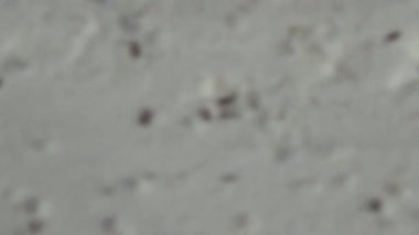 Beyaz un içinde sürünen buğday bitleri.