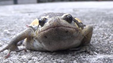 Kurbağa ve kurbağa yakın çekim