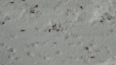 Beyaz un içinde sürünen buğday bitleri.