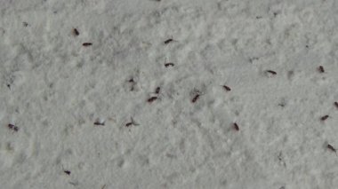 Beyaz un içinde sürünen buğday bitleri.