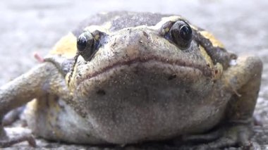 Kurbağa ve kurbağa yakın çekim