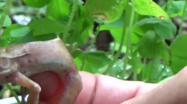 Kurbağa ve kurbağa yakın çekim