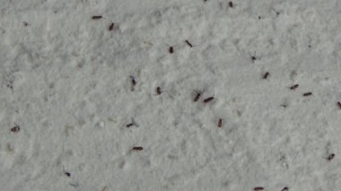 Beyaz un içinde sürünen buğday bitleri.