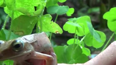 Kurbağa ve kurbağa yakın çekim