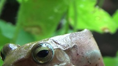 Kurbağa ve kurbağa yakın çekim