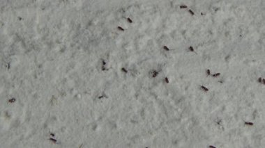 Beyaz un içinde sürünen buğday bitleri.