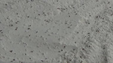 Beyaz un içinde sürünen buğday bitleri.