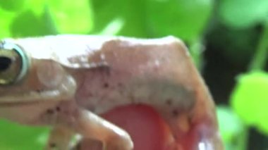 Kurbağa ve kurbağa yakın çekim