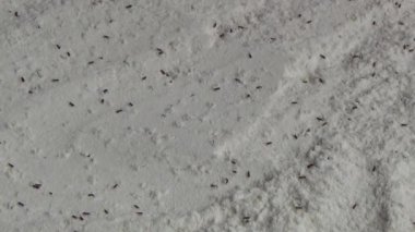 Beyaz un içinde sürünen buğday bitleri.