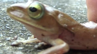 Kurbağa ve kurbağa yakın çekim