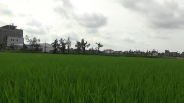 Vietnam kırsalındaki köy.