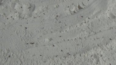 Beyaz un içinde sürünen buğday bitleri.