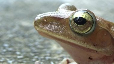 Kurbağa ve kurbağa yakın çekim