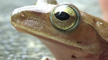 Kurbağa ve kurbağa yakın çekim