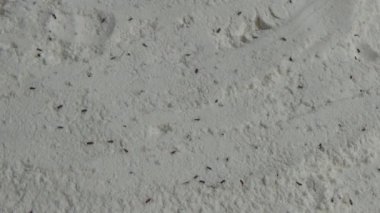 Beyaz un içinde sürünen buğday bitleri.