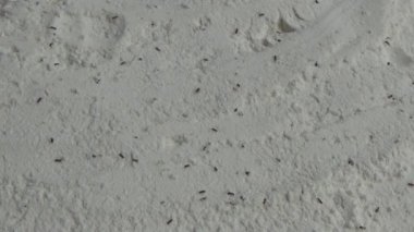 Beyaz un içinde sürünen buğday bitleri.