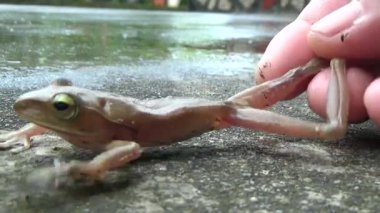 Kurbağa ve kurbağa yakın çekim