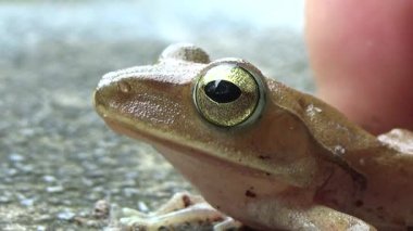 Kurbağa ve kurbağa yakın çekim